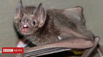 Vampire bats 'French kiss with blood' to form lasting bonds