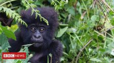 Coronavirus: Calls to protect great apes from threat of infection