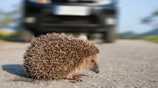 Hedgehog on a road