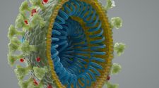 The coronavirus did not escape from a lab. Here's how we know.