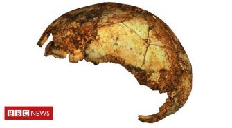 Three human-like species lived side-by-side in ancient Africa