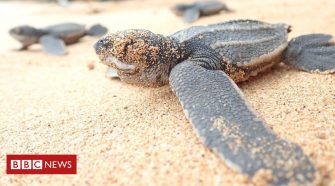 10 years to save 'world’s most threatened sea turtle'