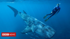 Whale sharks: Atomic tests solve age puzzle of world's largest fish