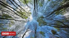 Climate change: UK forests 'could do more harm than good'