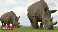 Northern white rhinos: The audacious plan that could save a species