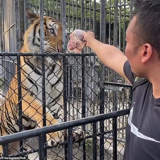 Mr Nguyen shared videos to YouTube over recent weeks after stumbling across what he believed were dozens of animals left to die inside the zoo due to COVID-19