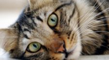 2 pet cats test positive for COVID-19 in New York, USDA says