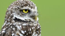 Owls’ silent flight inspires quieter technology