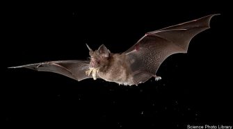 Disease transmission - Bats spread viruses | Science and technology