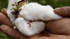 Bt technology has made cotton farming more sustainable