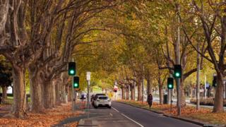 Avenue of trees, Melbourne, Australia (Image: Canvas of Light/Flickr)