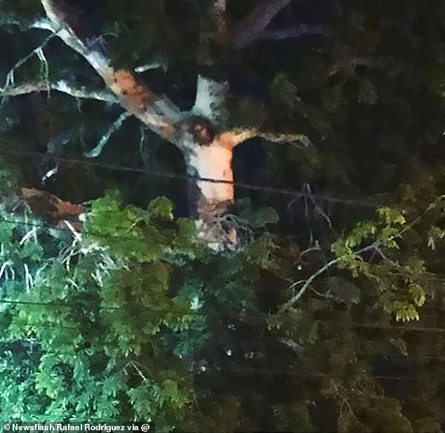 Dozens of locals flocked to this tree in Colombia in violation of the country's coronavirus lockdown after claiming an image of Jesus on the cross had appeared in the branches