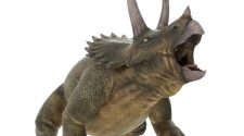 Discover: Take a break from COVID-19 news to meet some Canadian dinosaurs