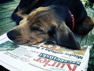 A dog rests its head on a newspaper.