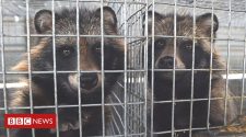 Coronavirus: Calls to shut down 'dirty fur trade'
