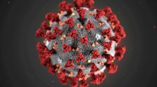 What do studies on new coronavirus mutations tell us?