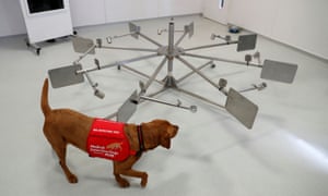 Medical Detection Dogs runs a training exercise with dog Florin. Medical Detection Dogs is looking into whether man’s best friend could play a role in preventing the spread of coronavirus, Milton Keynes, Britain March 31, 2020.