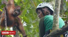 Meet the baby orangutans learning to climb trees