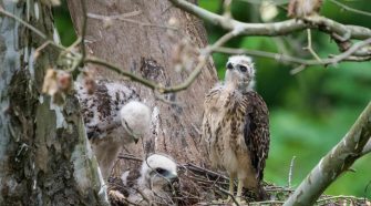 Hawk family gives worried Washingtonians a break from pandemic concerns