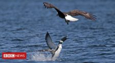 Canada v US: Loon stabs eagle through heart