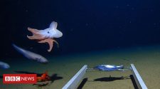World's deepest octopus captured on camera