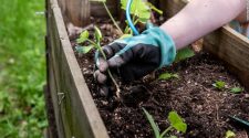 How to start gardening (and why it's good for your mental health)