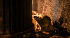 Aggressive rats battle over food after coronavirus quarantine closes restaurants