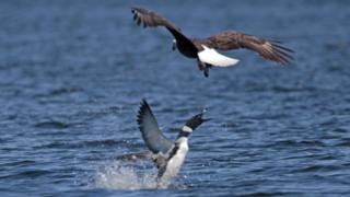 Loon fights eagle