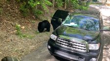 Family finds 4 bears breaking into their car in Gatlinburg