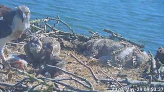 Webcam showing young ospreys at Rutland