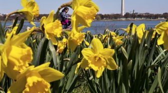 Warmer, less windy Mother’s Day follows record-breaking chill in DC area