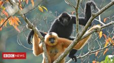 Conservation: Glimmer of hope for world's rarest primate
