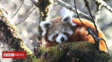 Red pandas tracked by satellite in conservation 'milestone'
