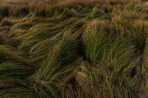 Long grass at the Little Llangothlin nature reserve, a protected wetland nature reserve in the northern tablelands