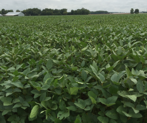 green soybean field mid season