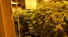 Fremont County Sheriff’s Office busts illegal marijuana grow – Canon City Daily Record
