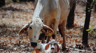 Monitoring technology aids in northern calf-loss study
