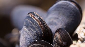 Mussels Found To Contain Novel Bioaccumulative Chemical