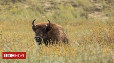 European bison to be introduced into Kent woodland