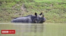 Assam flooding: Several rare rhinos die in India's Kaziranga park