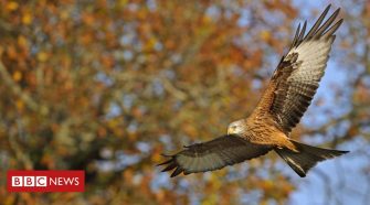 Red kite 30-year Chilterns project a 'conservation success'