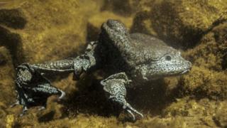 Photo of a Lake Titicaca giant frog courtesy of Bolivia's Natural History Museum