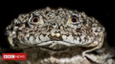 Lake Titicaca giant frog: Scientists join forces to save species