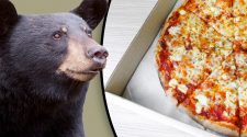 Bear leaves Ontario home hungry after breaking in to find pizza
