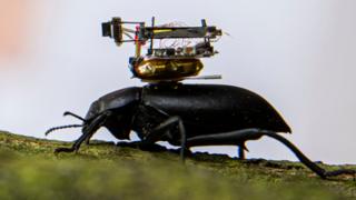 A beetle with a camera on its back