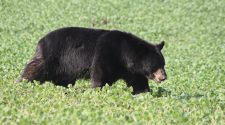Black bear shot after breaking into Florida home
