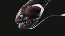 Ultra-black nightmare fish reveal secrets of deep-ocean camouflage
