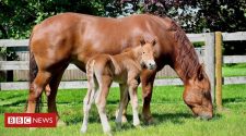 Suffolk Punch horse born using sex-sorted sperm technology
