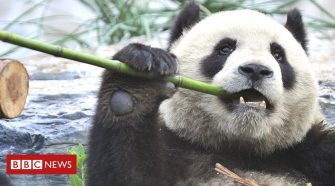 Other mammals lose out in panda conservation drive