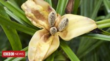 'Paradise island' hosts untold botanical treasures